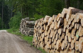 Qualität zahlt sich aus: Drei wichtige Gründe für Massivholzmöbel